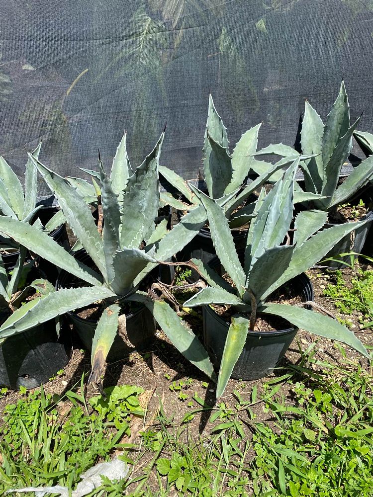 agave-tequilana-blue-agave