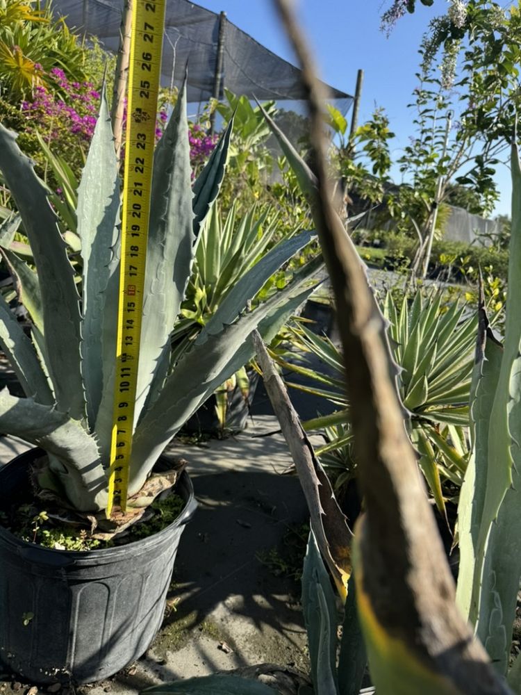 agave-tequilana-blue-agave