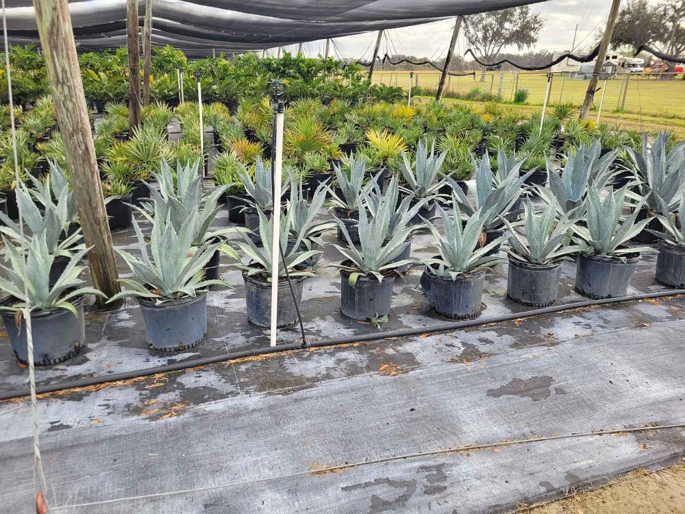 agave-tequilana-blue-agave