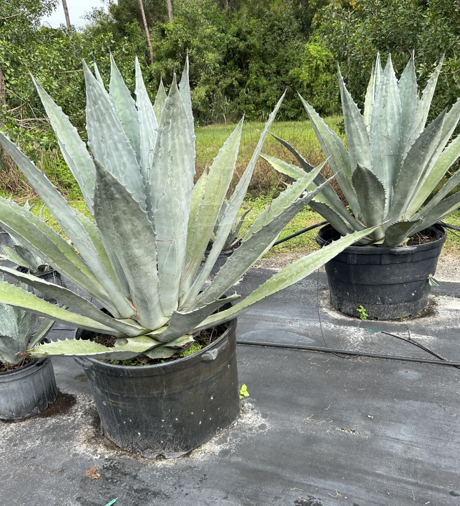 agave-tequilana-blue-agave