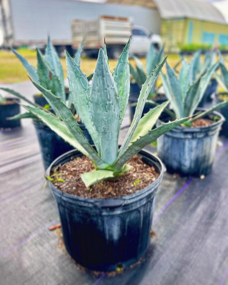 agave-tequilana-blue-agave