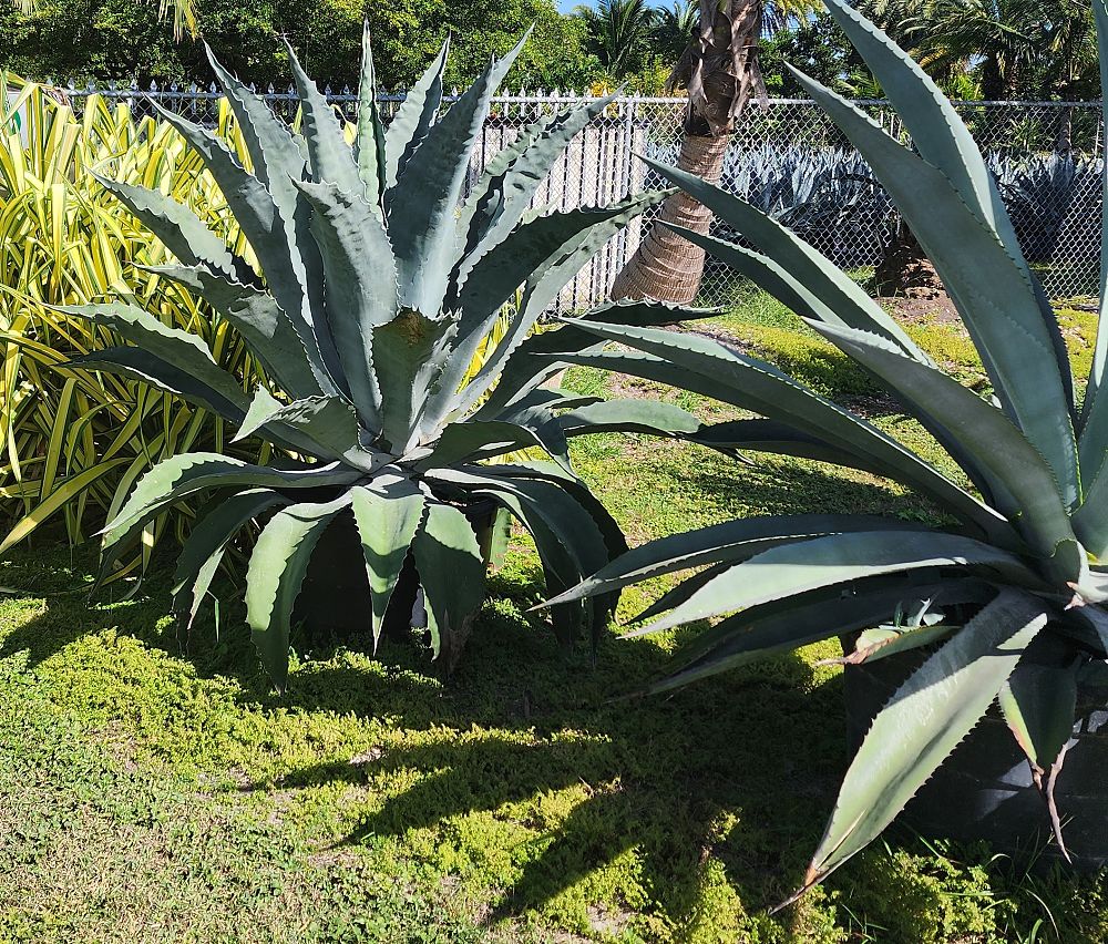 agave-tequilana-blue-agave