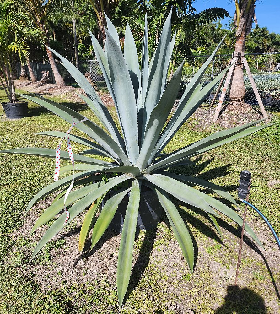 agave-tequilana-blue-agave