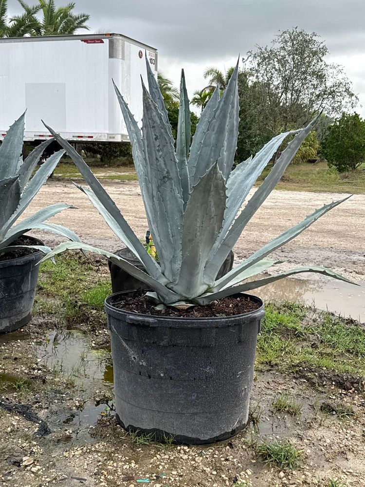 agave-tequilana-blue-agave