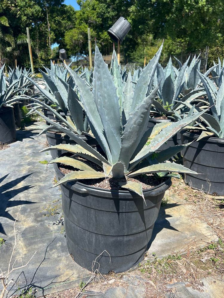 agave-tequilana-blue-agave