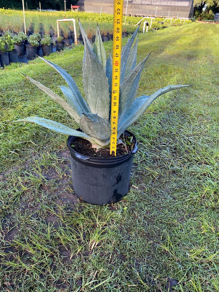 agave-tequilana-blue-agave