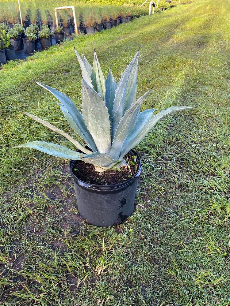 agave-tequilana-blue-agave