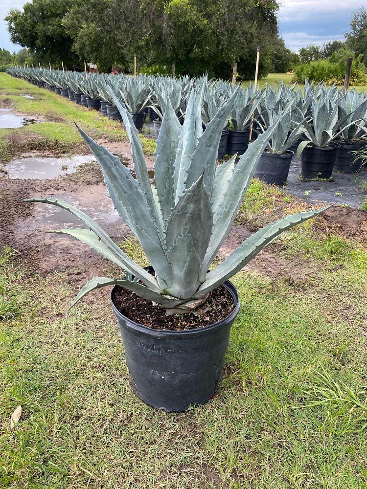 agave-tequilana-blue-agave