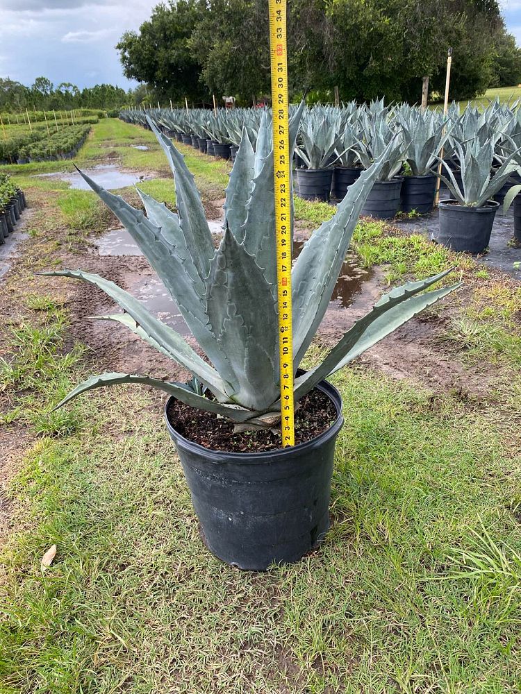 agave-tequilana-blue-agave