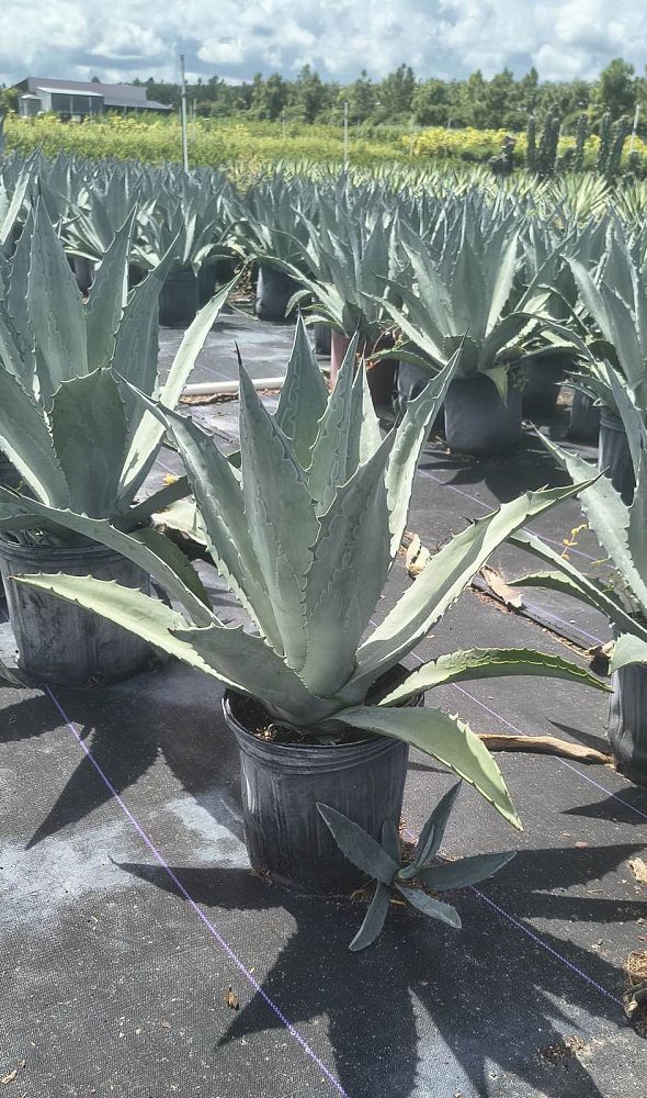 agave-tequilana-blue-agave