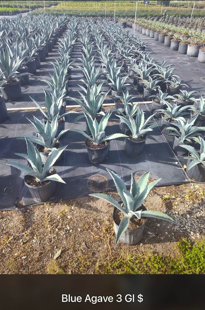 agave-tequilana-blue-agave