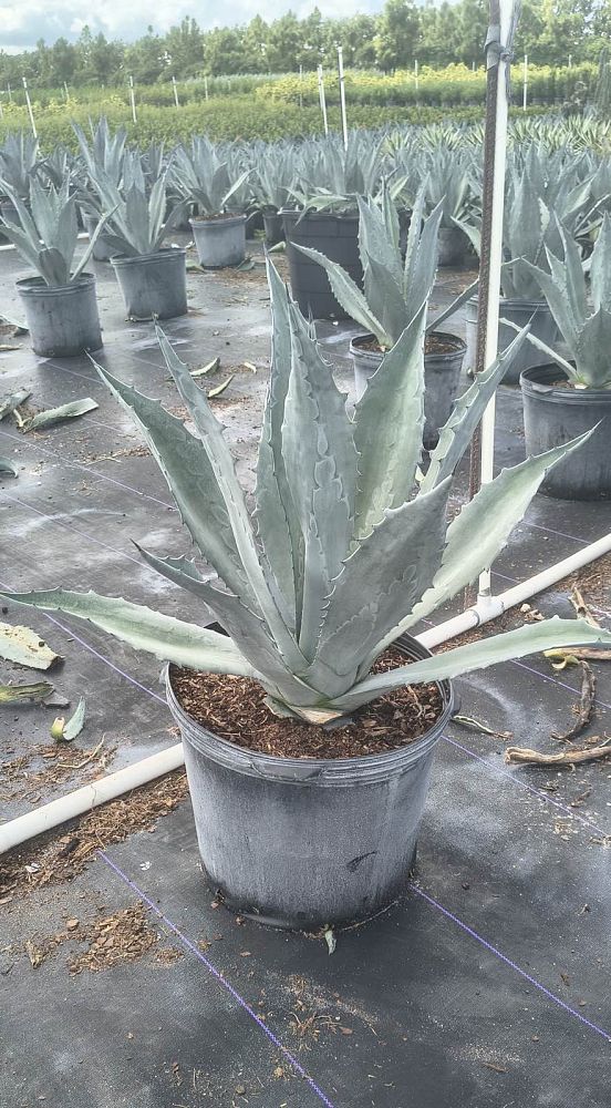 agave-tequilana-blue-agave