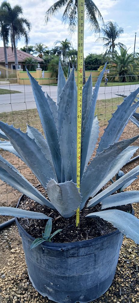 agave-tequilana-blue-agave