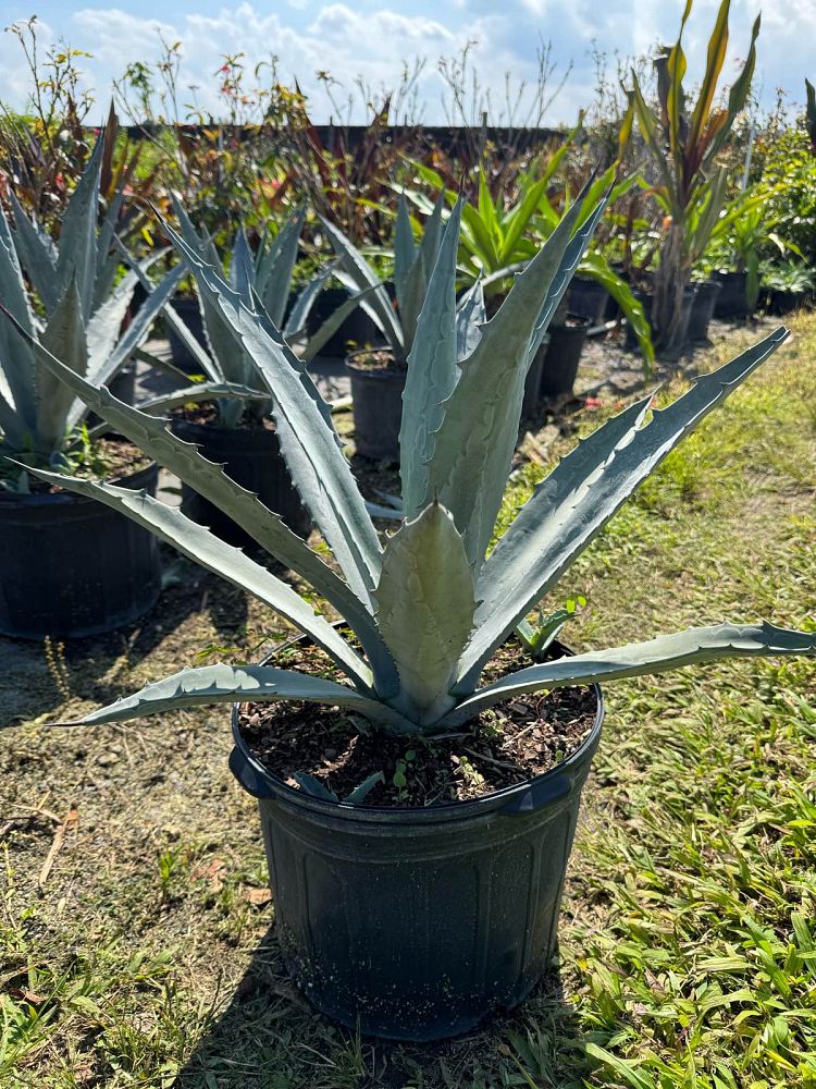 agave-tequilana-blue-agave