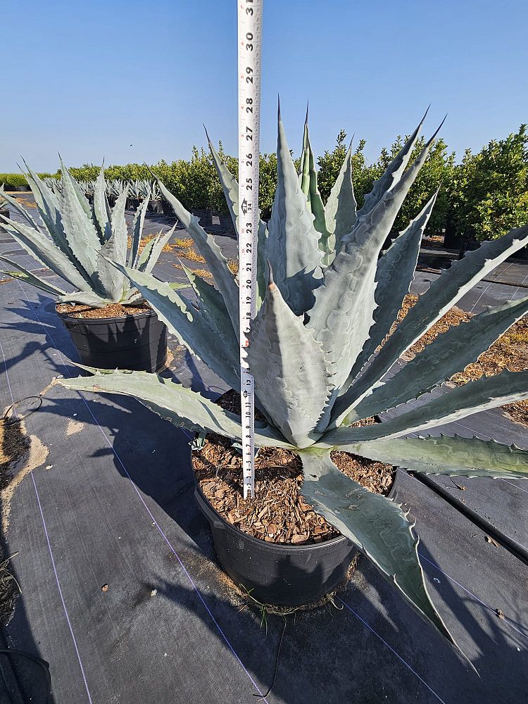 agave-tequilana-blue-agave
