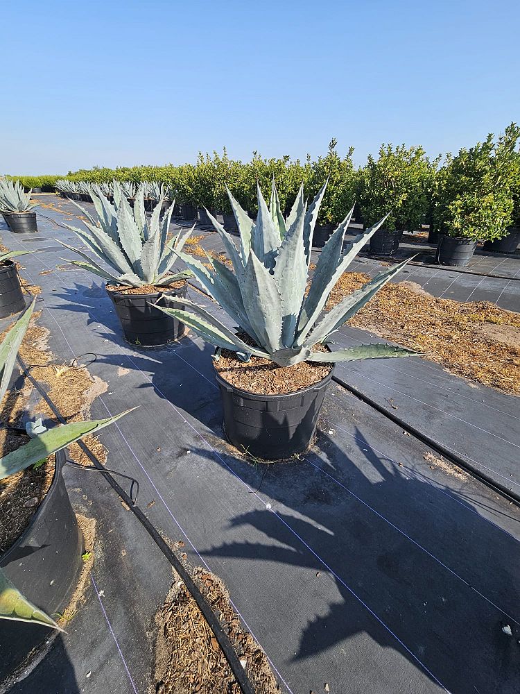 agave-tequilana-blue-agave