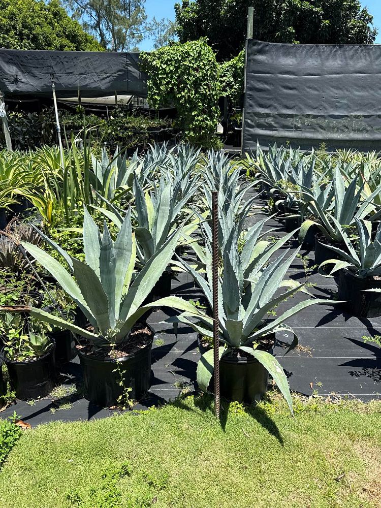 agave-tequilana-blue-agave