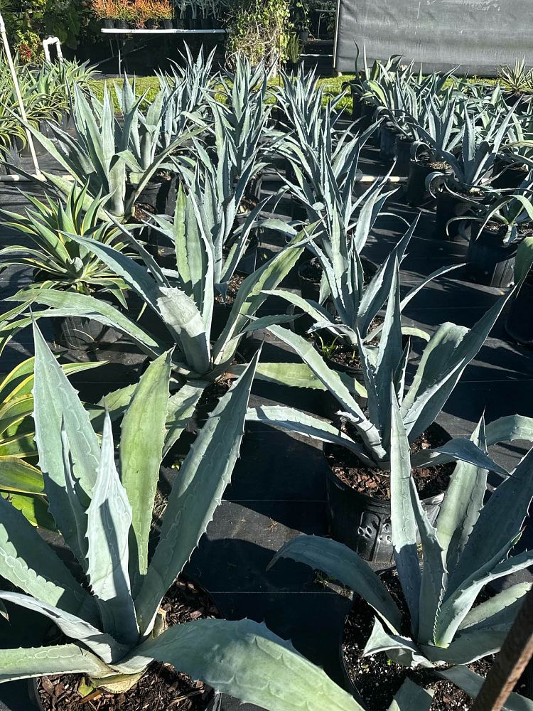 agave-tequilana-blue-agave