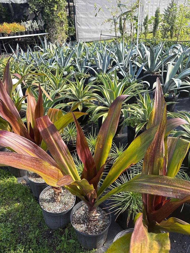 agave-tequilana-blue-agave
