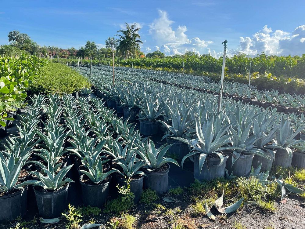 agave-tequilana-blue-agave