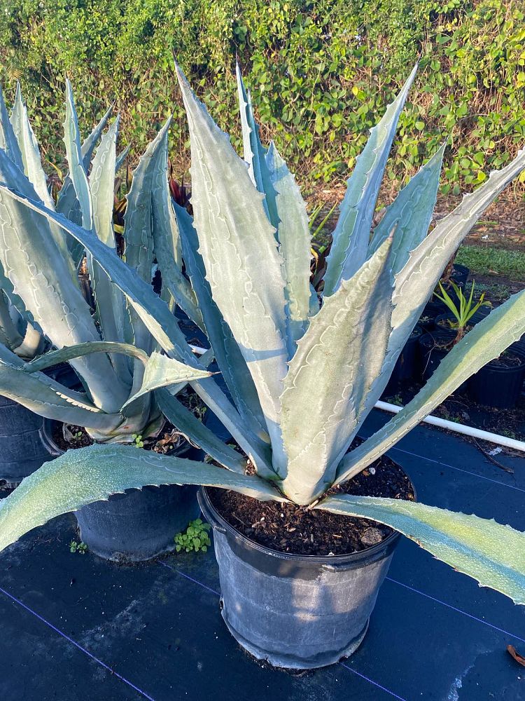 agave-tequilana-blue-agave