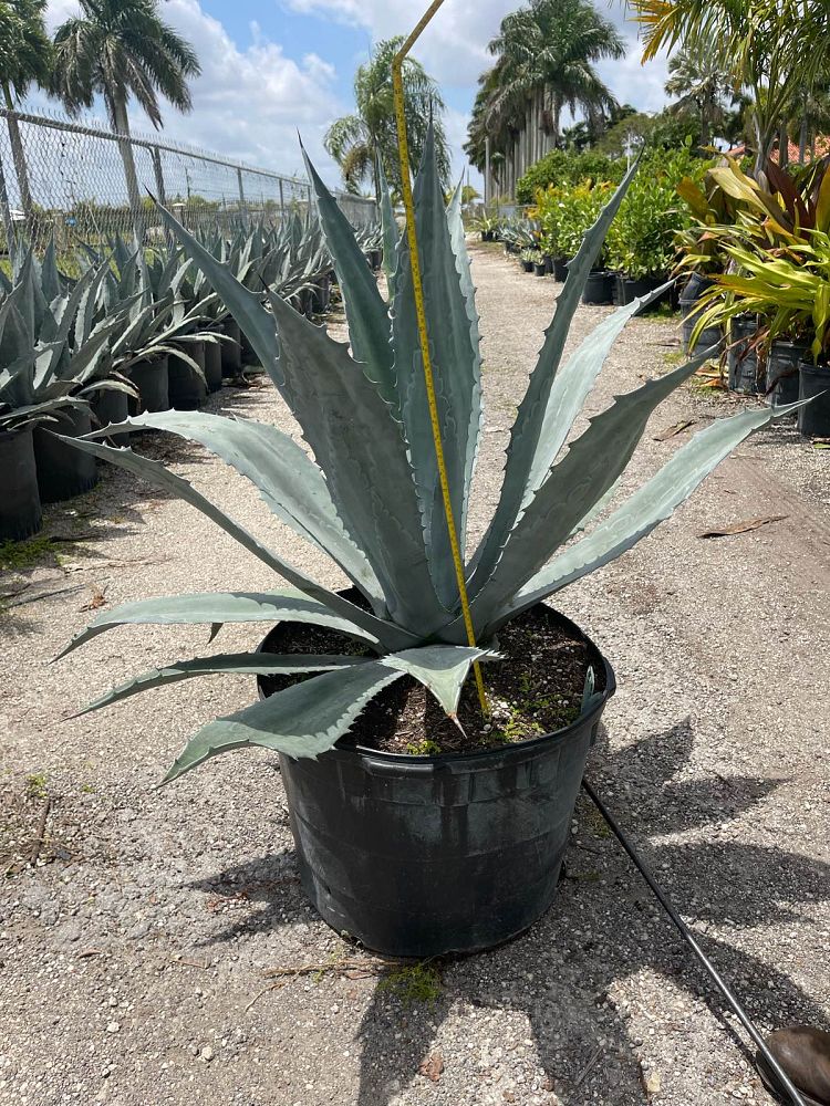 agave-tequilana-blue-agave