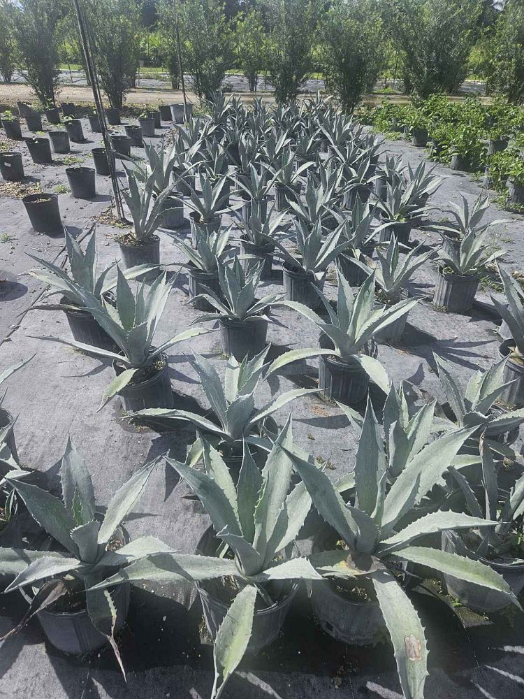 agave-tequilana-blue-agave
