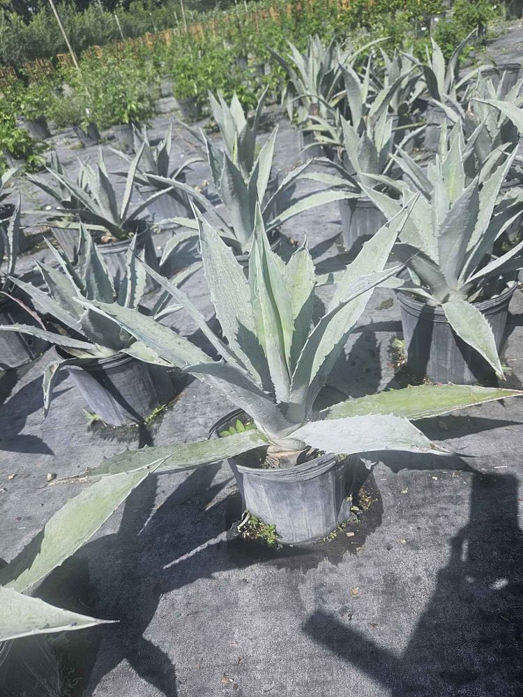 agave-tequilana-blue-agave