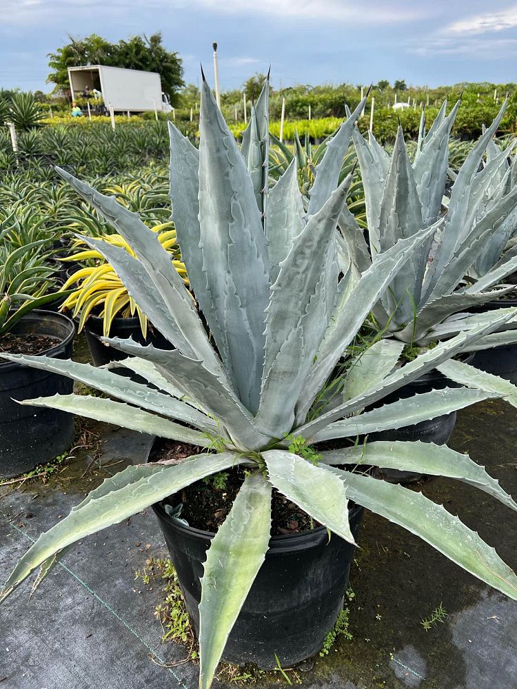 agave-tequilana-blue-agave