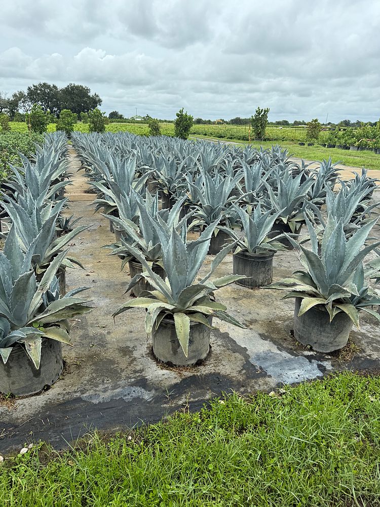 agave-tequilana-blue-agave