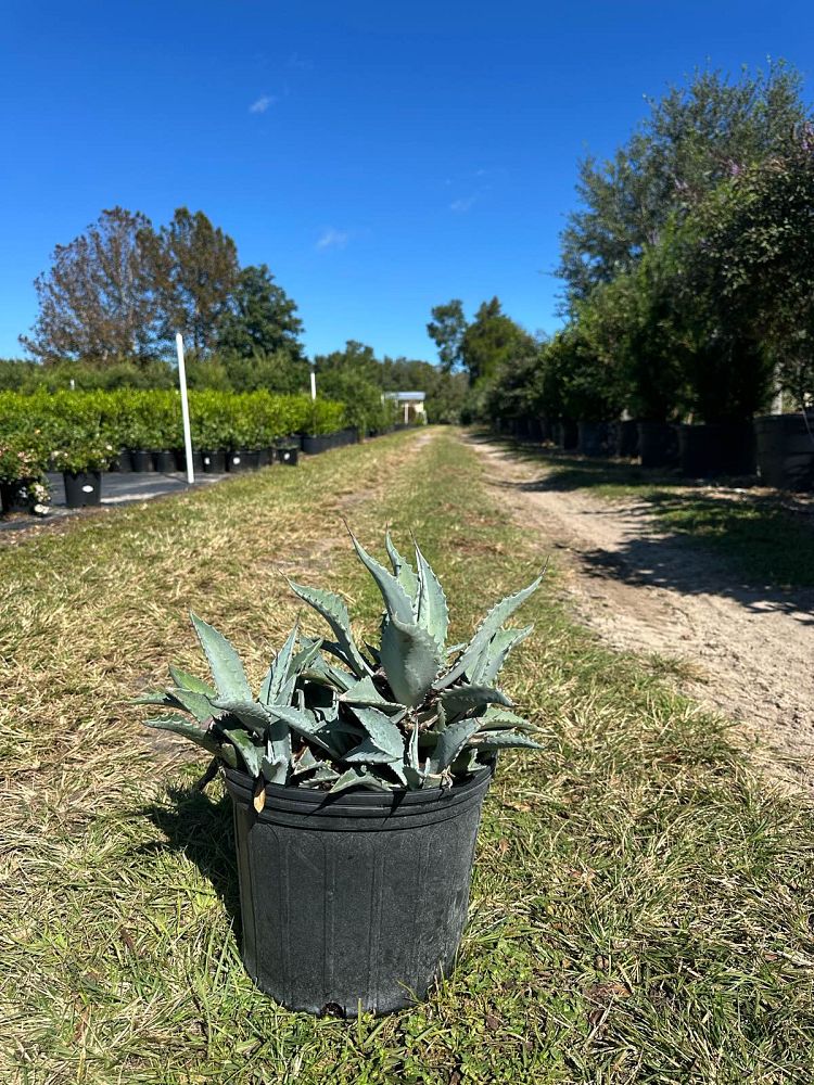 agave-tequilana-blue-agave
