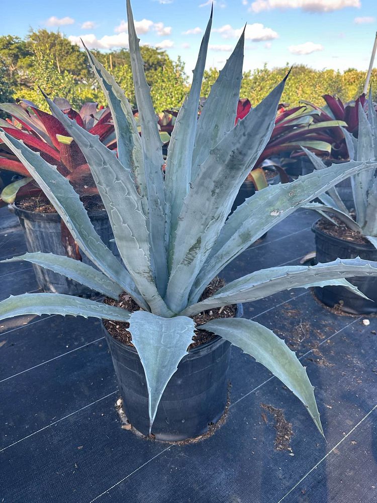 agave-tequilana-blue-agave