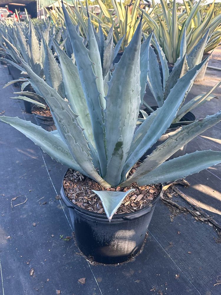 agave-tequilana-blue-agave