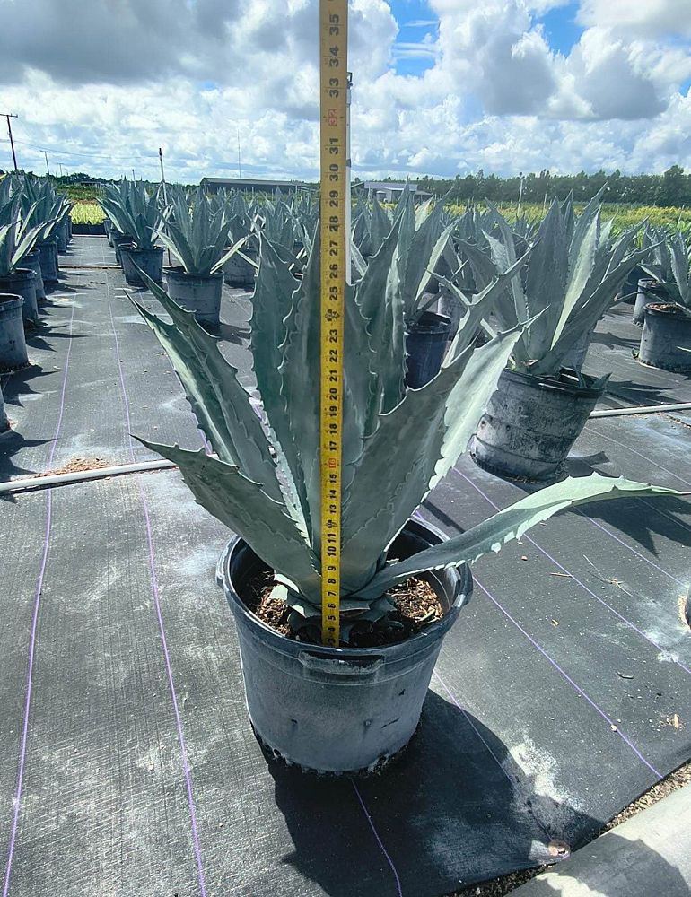agave-tequilana-blue-agave