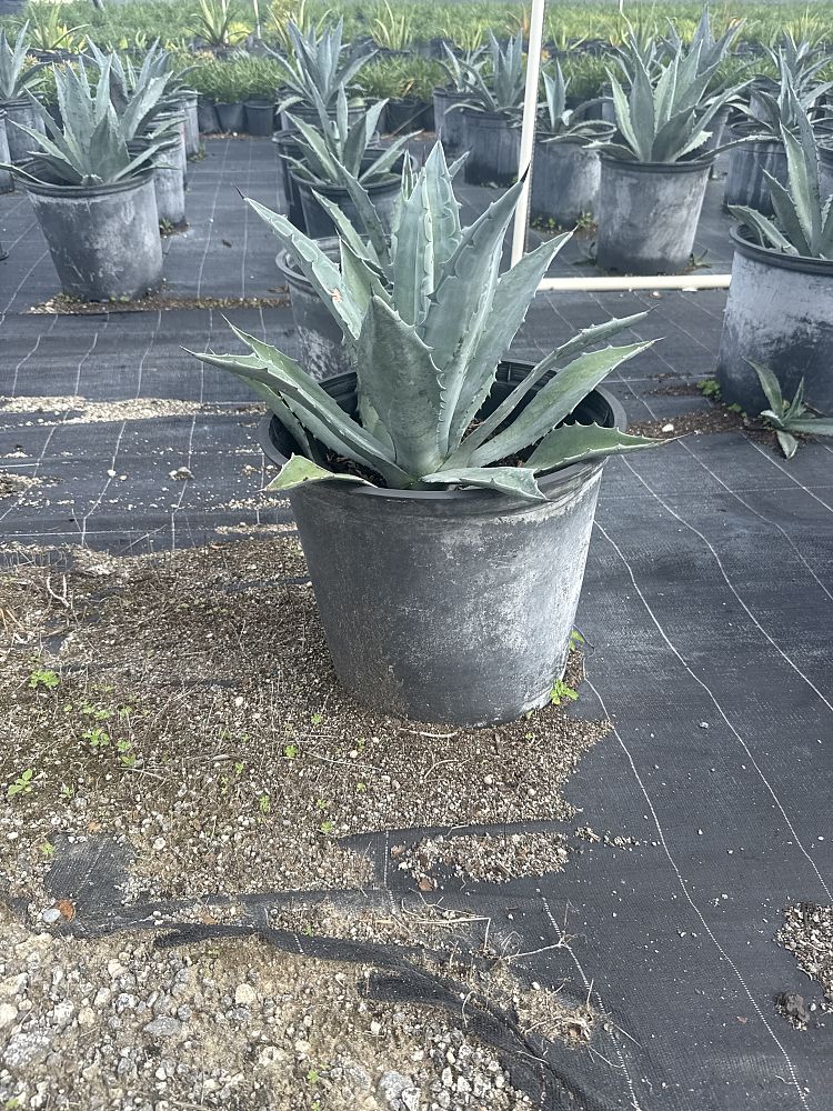 agave-tequilana-blue-agave