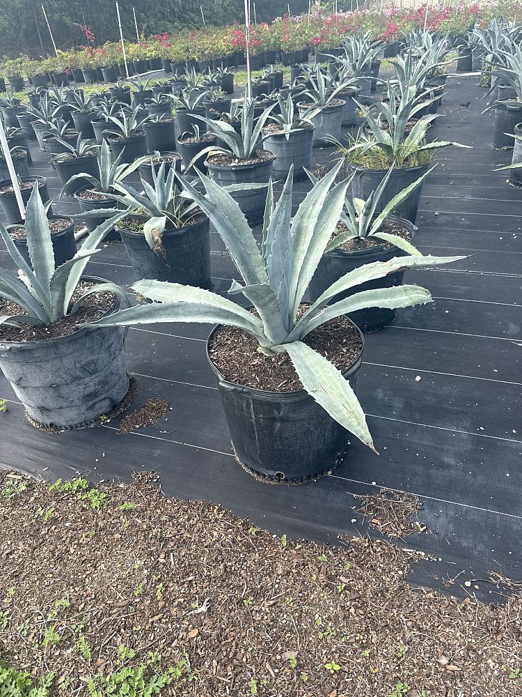 agave-tequilana-blue-agave