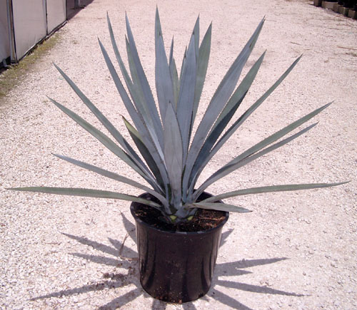 agave-tequilana-weberi