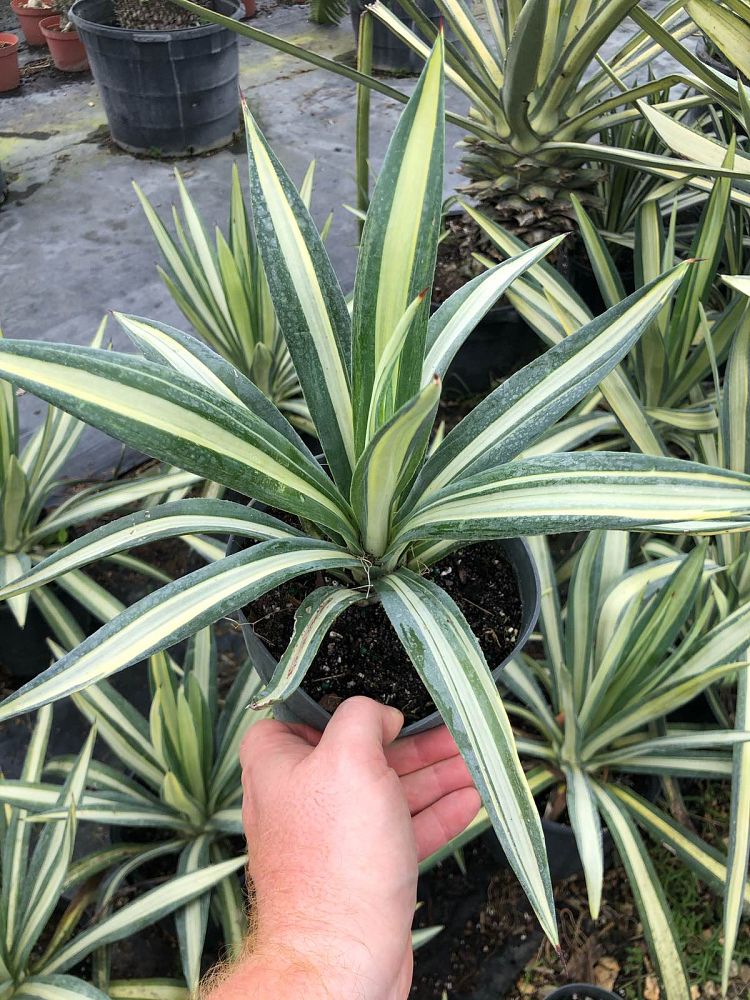 agave-tequilana-weberi