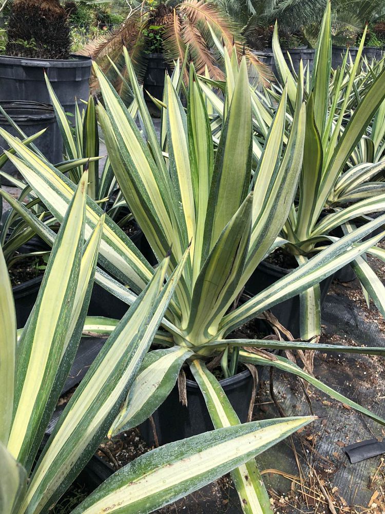 agave-tequilana-weberi
