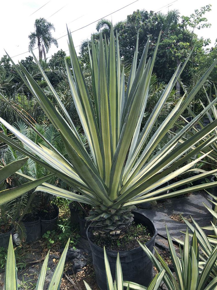 agave-tequilana-weberi