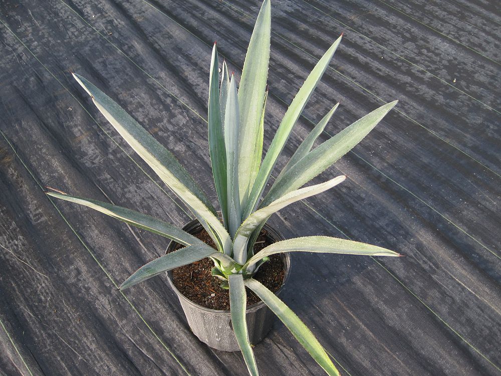 agave-tequilana-weberi