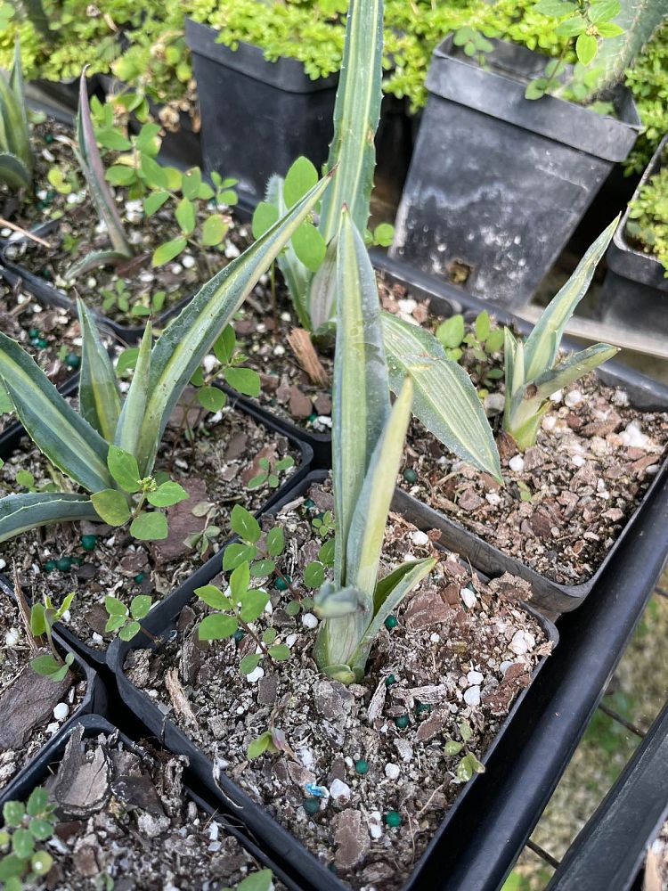 agave-tequilana-weberi