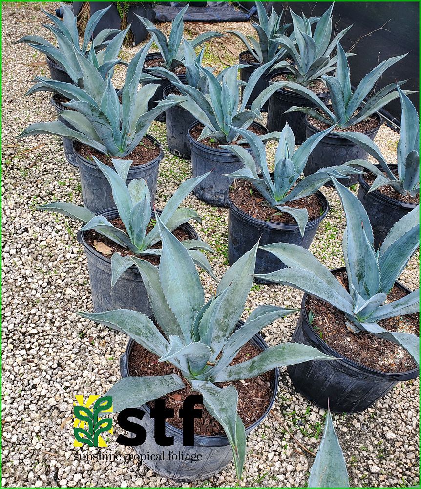 agave-tequilana-weberi
