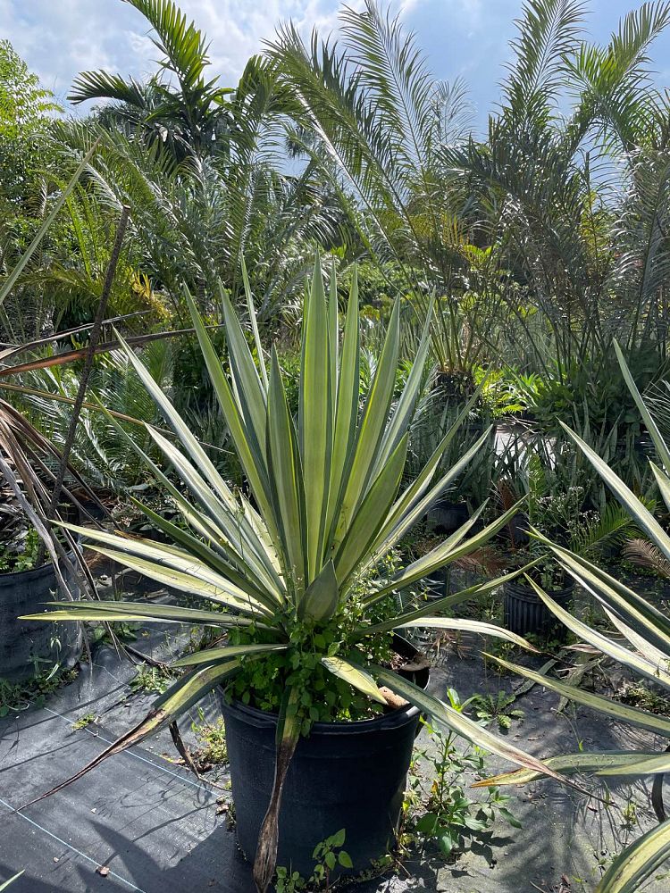 agave-tequilana-weberi