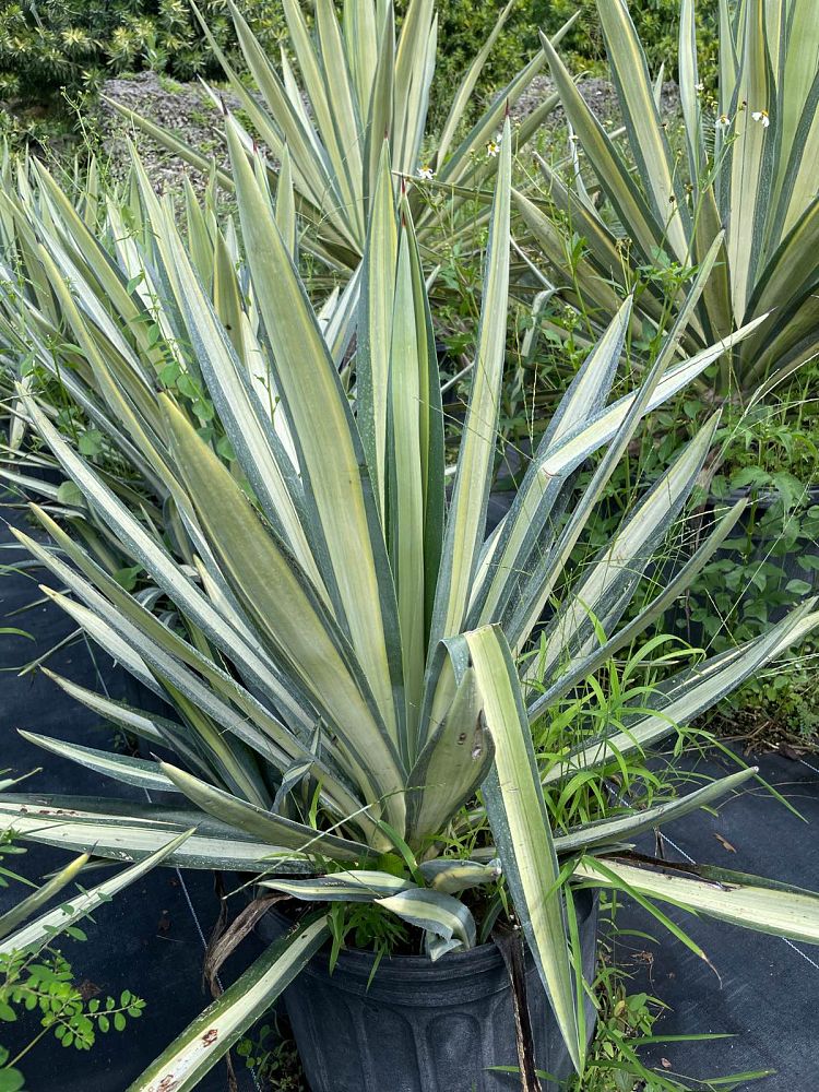 agave-tequilana-weberi