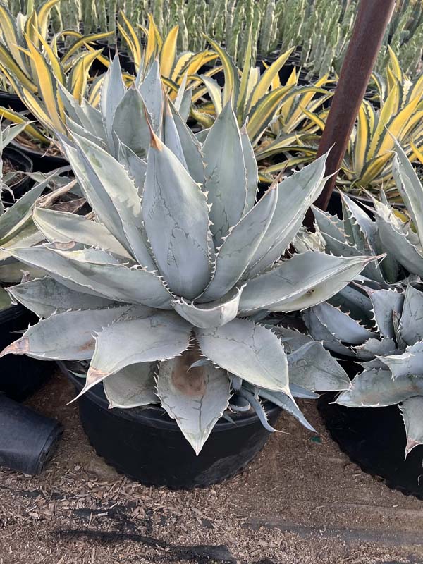agave-titanota