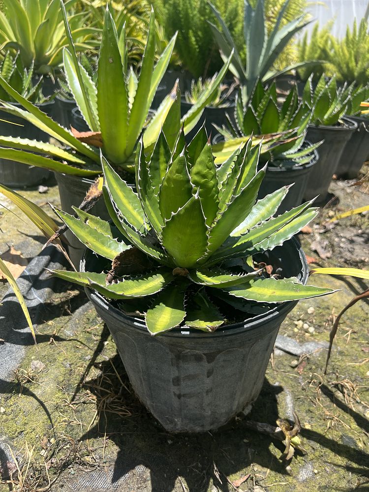 agave-univittata-splendida-hardy-century-plant-agave-lophantha-splendida