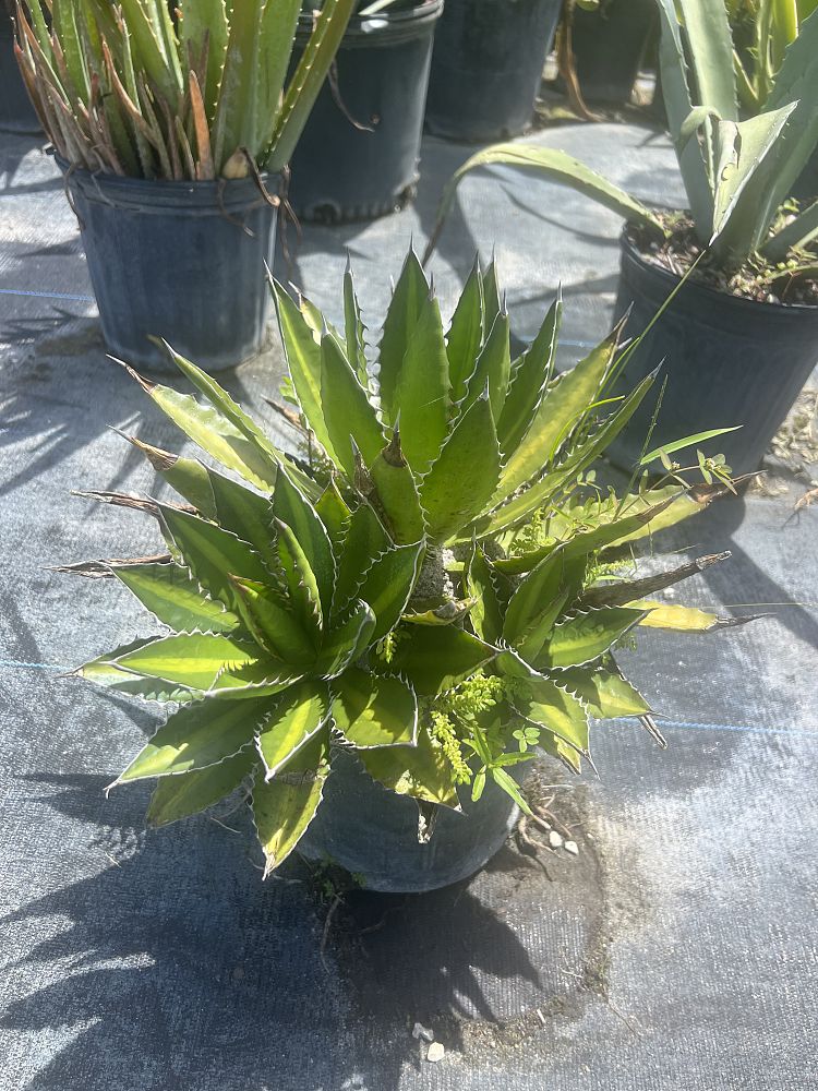 agave-univittata-splendida-hardy-century-plant-agave-lophantha-splendida