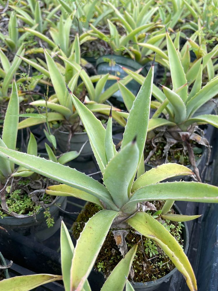 agave-valenciana