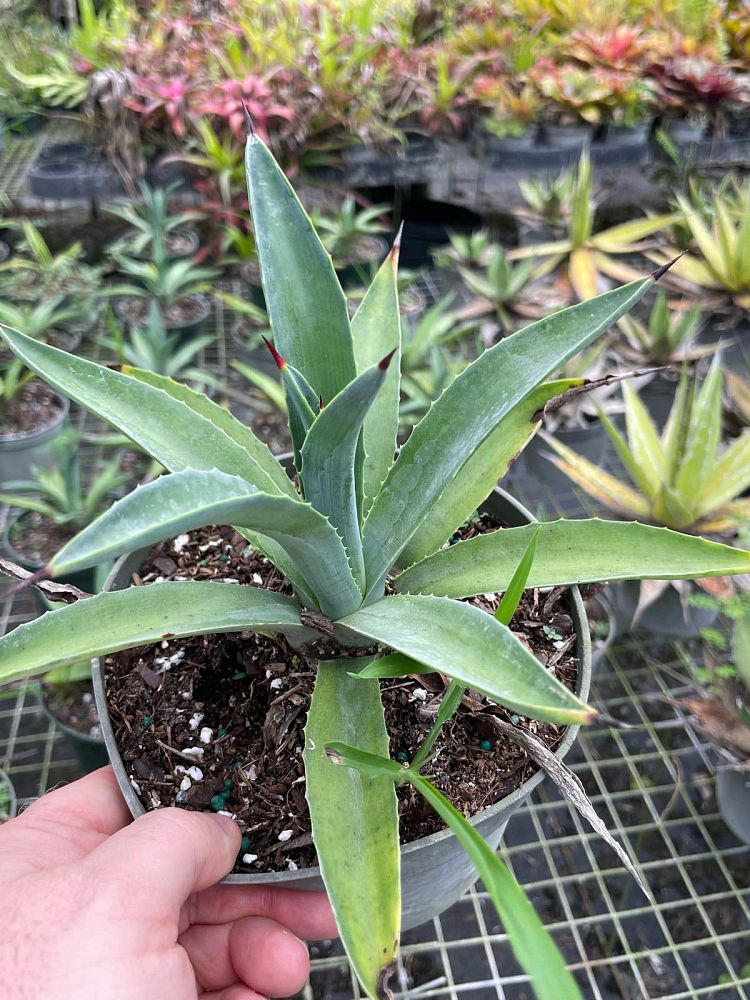 agave-valenciana